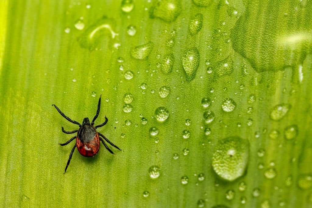 Fotografija uz vest: “BIVOLjE OKO” JE ZNAK ZA UZBUNU: Batut izdao hitno upozorenje – Krpelji su najaktivniji sada, evo šta nikako ne smete da radite